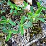 Linum campanulatum Blatt