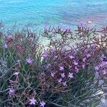 Limonium insigne Flower