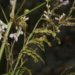 Desmodium cajanifolium Virág