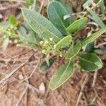 Boscia mossambicensis 葉