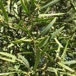 Podocarpus falcatus برگ