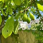 Prunus domestica Frugt