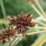 Oenanthe crocata Fruit