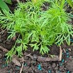 Delphinium carolinianum Leaf