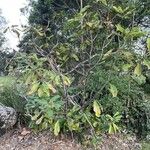 Banksia robur आदत