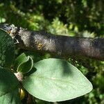 Cotoneaster integerrimus Ekosanga