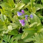 Echium rosulatum Blüte