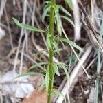 Anarrhinum bellidifolium List