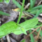 Myosotis macrosperma Leaf