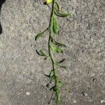 Myosotis arvensis Feuille