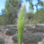 Polypogon maritimus Flower