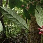 Heisteria parvifolia Plante entière