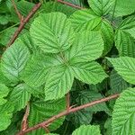 Rubus divaricatus Folla