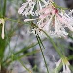 Cynanchica aristata Flower