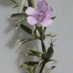 Dyschoriste schiedeana फूल