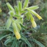 Onosma arenaria Kvet