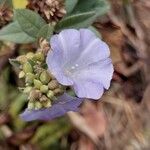 Bonamia spectabilis Blüte