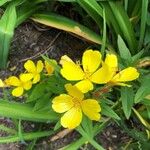 Oenothera pilosella Flower