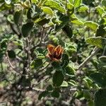 Cistus creticusBlomst