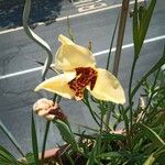Tigridia pavonia Fleur