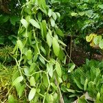 Vanilla planifolia 叶