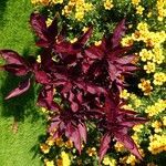 Amaranthus tricolor Ліст