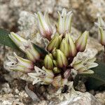 Allium parvum Cvet