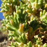 Xenophyllum pseudodigitatum Hoja