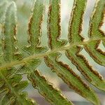 Pteridium capense 葉