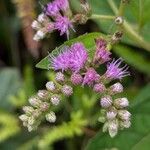 Cyrtocymura scorpioides Flor