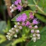 Cyrtocymura scorpioides Flower