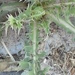 Scolymus hispanicus Feuille