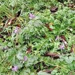 Campanula glomerata Hábito