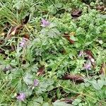 Campanula glomerata Natur