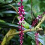 Trichostigma peruvianum Flor