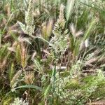 Trisetum paniceum 花
