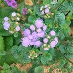 Ageratum houstonianum花