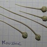 Allium atroviolaceum x Allium polyanthum Mosusu