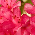 Rhododendron praetervisum Flower