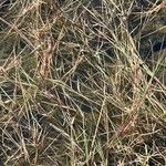 Diplachne fusca Likasa