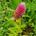 Trifolium rubens Blodyn