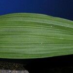 Warrea costaricensis Leaf