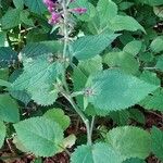 Stachys sylvatica Leaf