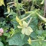 Nicotiana alata 花