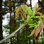 Juglans regia Lapas