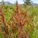 Rumex alpinusFruit