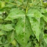 Gossypium hirsutum Leaf