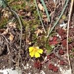 Potentilla pusilla Fiore