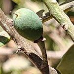 Manilkara hexandra ഫലം