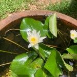 Nymphaea ampla 花